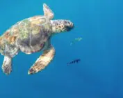giant tortoise in brindisi