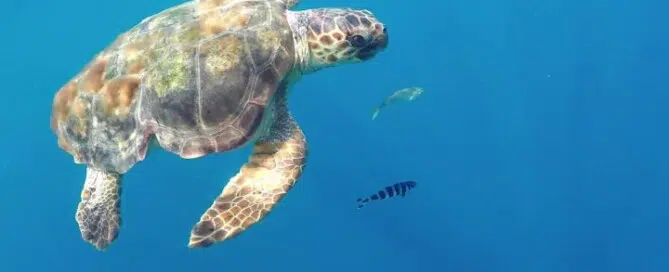 giant tortoise in brindisi