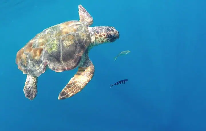 tortue géante à brindisi